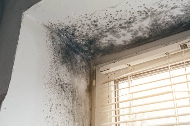 Trusted Mold Testing service in Union, NJ - Cheap Mold Removal