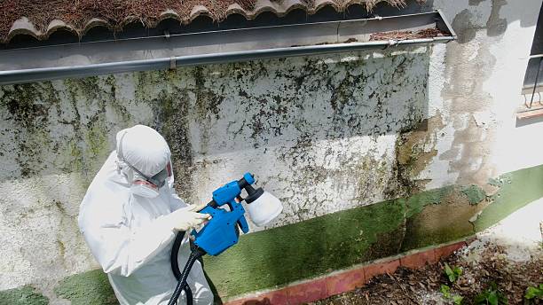 Trusted Mold Inspection service in Union, NJ - Cheap Mold Removal